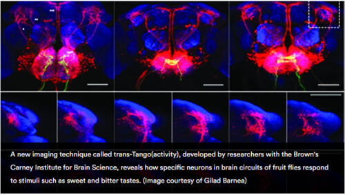 新しい手法で、ハエの味覚に対する脳の反応について驚くべき発見。(Using new technique, researchers make surprising discoveries about how flies&rsquo; brains respond to tastes)