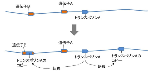 交雑は植物のトランスポゾン(動くDNA配列)を活性化する～交雑が遺伝的多様性を大きくする仕組みの一端を明らかに～