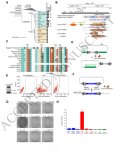 新しい構造がどのように進化していくのか、科学者たちの洞察が得られた(Scientists get insight into how new structures evolve)