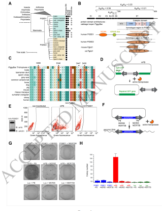 新しい構造がどのように進化していくのか、科学者たちの洞察が得られた(Scientists get insight into how new structures evolve)