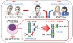 CRISPR/Cas9によるゲノム編集技術を用いたフィラデルフィア染色体の生成 CRISPR/Cas9によるゲノム編集技術を用いたフィラデルフィア染色体の生成