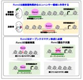 骨形成に必須の転写因子 Runx2 によるゲノム DNA の制御機構が明らかに～DNA 設計図に基づく骨の発生機構の理解に向けて～