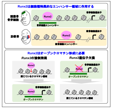 骨形成に必須の転写因子 Runx2 によるゲノム DNA の制御機構が明らかに～DNA 設計図に基づく骨の発生機構の理解に向けて～
