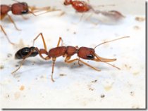 アリの長寿と繁殖に関わる抗インシュリンタンパク質を発見(Anti-insulin Protein Linked to Longevity and Reproduction in Ants)
