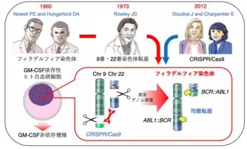 CRISPR/Cas9によるゲノム編集技術を用いたフィラデルフィア染色体の生成