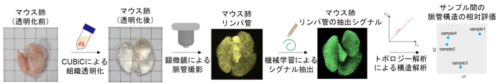マウスを透明にして血管・リンパ管を3次元・高解像度で可視化～位相的データ解析による新たな脈管構造評価法の確立～