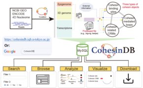 統合的ゲノム解析のためのWebデータベース”CohesinDB”を開発