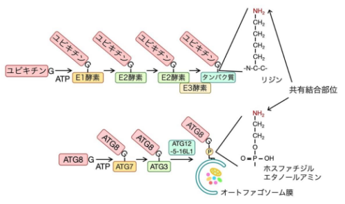 細胞小器官の膜リン脂質の新規修飾様式の発見～ホスファチジルエタノールアミンのユビキチン化～