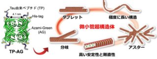 ペプチド融合たんぱく質を用いた微小管「超」構造体の構築に初めて成功 ～分子ロボットなどのナノ材料への応用や繊毛・べん毛の形成原理の解明に期待～