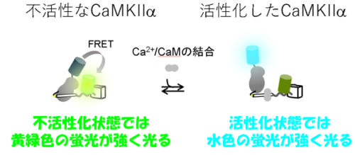 知的障害を引き起こすリン酸化酵素の異常を解明～蛍光を使って病気の仕組みに迫る～