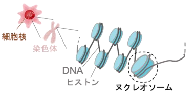 がん抑制遺伝子産物であるp53タンパク質が染色体中の遺伝子スイッチをオンにする仕組みを解明～がん悪性化の原因解明や創薬への糸口に～