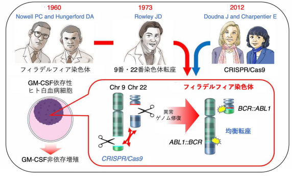 Crispr Cas9によるゲノム編集技術を用いたフィラデルフィア染色体の生成 テック・アイ生命科学