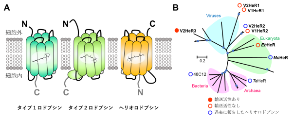 光で水素イオンを輸送するウイルス由来のヘリオロドプシンを発見 ～円石藻大量発生の抑制に関与、光遺伝学ツールとしての応用も～