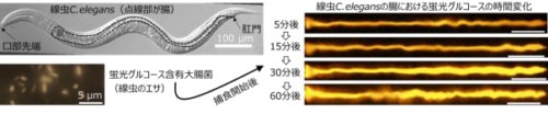 腸の活発な運動で促進される糖質吸収の可視化に成功 ～肥満や糖尿病、腸内細菌に関する栄養吸収メカニズムの解明に期待～