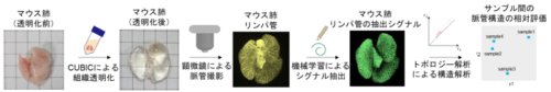 マウスを透明にして血管・リンパ管を3次元・高解像度で可視化~位相的データ解析による新たな脈管構造評価法の確立~ マウスを透明にして血管・リンパ管を3次元・高解像度で可視化~位相的データ解析による新たな脈管構造評価法の確立~