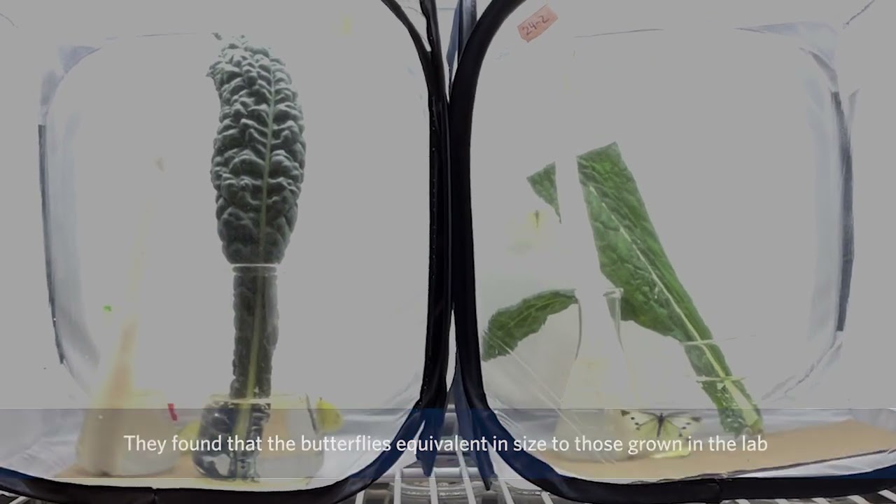 温暖化した地球では、蝶が小さくなって飛べなくなり、食料システムに影響を与える可能性がある。(Warmer Earth could see smaller butterflies that struggle to fly, affecting food systems)