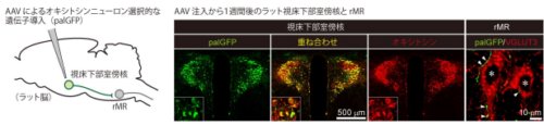 ”愛情ホルモン”オキシトシンが脂肪を燃やすための脳の神経路を発見 ～情動ー自律神経連関のメカニズム解明や新たな肥満治療法の開発に可能性～