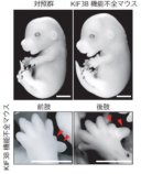 なぜ指は5本になるのか? 体の座標を決める仕組みの解明