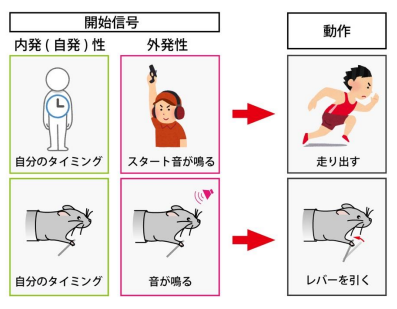 運動が上達する際に脳内で上流から下流へと情報が引き継がれるようになることを発見 ～前頭葉における情報の伝達過程をこれまでにない精度で解明～