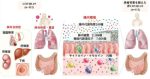 ヒト腸内細菌と代謝物質を介した免疫応答が新型コロナウイルス感染症および合併症に与える影響を発見