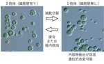 植物進化の解明と微細藻類の高度な産業利用の促進 ～温泉微細藻類ガルデリアの性の発見と高度な遺伝的改変技術～
