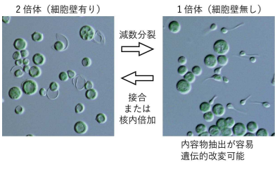植物進化の解明と微細藻類の高度な産業利用の促進 ～温泉微細藻類ガルデリアの性の発見と高度な遺伝的改変技術～