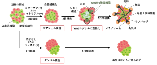 生体外で高効率に長毛を生み出す毛包オルガノイドの作製技術を開発 ～白髪や脱毛症の治療薬開発、毛髪再生医療に期待～