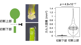 植物が切断されても、傷口を修復してつなげる仕組みを解明～オーキシンが再生遺伝子を活性化して細胞塊形成 接ぎ木など園芸や食料増産に期待～
