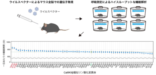 睡眠に関わるたんぱく質リン酸化酵素の働きを解明 ～入眠の促進と目覚めの抑制を異なる状態で制御～