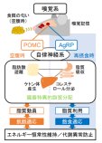 嗅覚が全身の脂質利用を促進する新しい代謝調節機構を発見 ～匂いを利用して糖尿病を予防する～