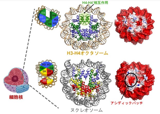 世界初・ゲノムDNAを巻き取る新しい基本単位H3-H4オクタソームを発見 ～染色体疾患の理解に新概念を提唱～