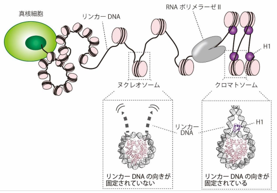 染色体の中で折り畳まれたDNAから遺伝情報を読み取る仕組みを解明 ～リンカーヒストンH1による転写伸長制御機構を解明～