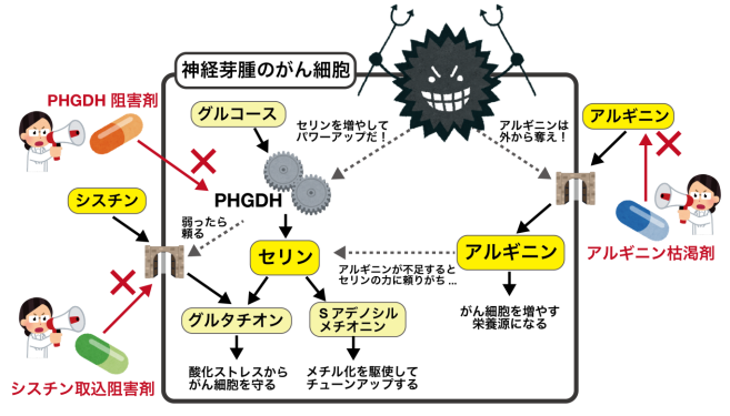 神経芽腫の新たな診断法と治療戦略を創出～がん細胞の生存戦略「がん代謝」を逆用する～