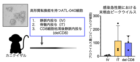 霊長類を用いたヒト白血病ウイルスHTLV-1感染モデル動物の確立に世界で初めて成功!