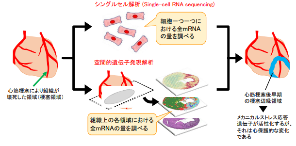 心筋梗塞の新たな治療ターゲットを発見～心筋梗塞の後に生じる時間的・空間的な遺伝子発現の変化を網羅的に解析～