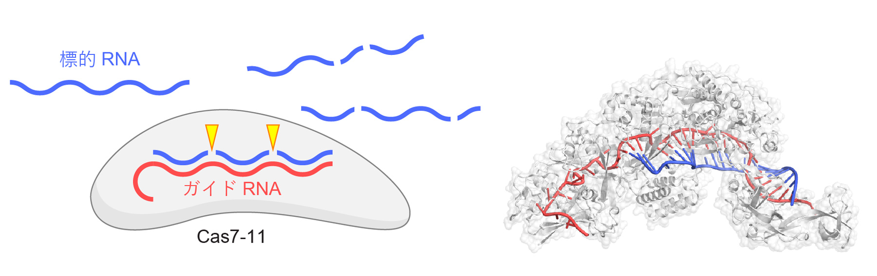 RNA制御型タンパク質分解酵素Cas7-11-Csx29を発見!