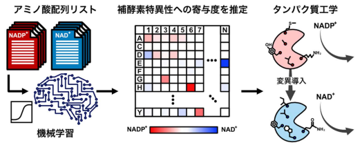 進化情報をAIがとらえ酵素機能をデザイン可能に ～機械学習で酵素の基質選択性を設計する新技術～