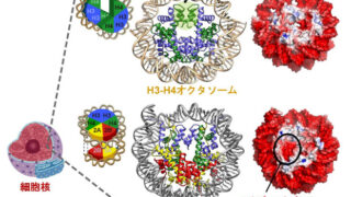 世界初・ゲノムDNAを巻き取る新しい基本単位H3-H4オクタソームを発見 ～染色体疾患の理解に新概念を提唱～