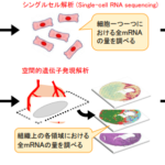 心筋梗塞の新たな治療ターゲットを発見～心筋梗塞の後に生じる時間的・空間的な遺伝子発現の変化を網羅的に解析～