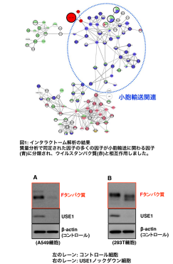 おたふくかぜウイルスの増殖に必要な宿主タンパク質の発見～SNARE タンパク質 USE1 がおたふくかぜウイルスの膜融合タンパク質の機能獲得に重要～
