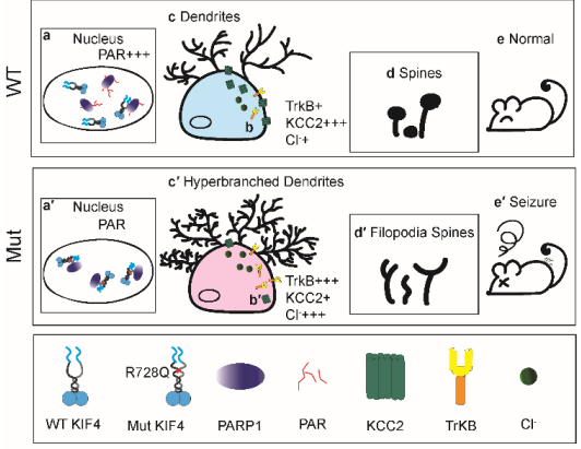 キネシン分子モーターKIF4 の遺伝子変異はてんかん発症の誘因となる