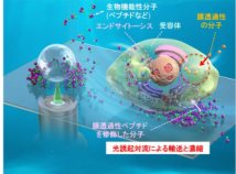 ”光濃縮”で がん細胞を狙い撃ち ～細胞内導入に必要な薬剤量を100分の1に～