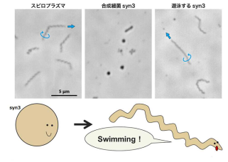 細胞運動能の起源と進化に迫る ～自ら動く『最小の』生命体を作り出すことに成功～