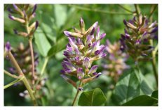 生薬「甘草」の染色体スケールのゲノム解読に成功～薬効成分を作る遺伝子クラスターを解明～