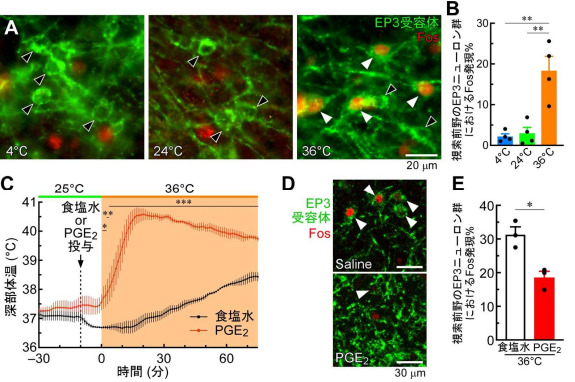 体温を調節するマスター神経細胞を同定 ～体温・代謝の制御機構の全貌解明と新たな肥満治療技術の開発に可能性～