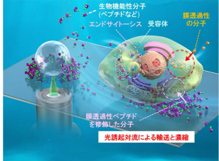 ”光濃縮”で がん細胞を狙い撃ち ～細胞内導入に必要な薬剤量を100分の1に～