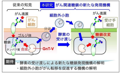 酵素受け渡しによるがん関連糖鎖の新たな改変機構を解明 ～がん細胞は糖鎖合成酵素GnT-Vを小胞に乗せて分泌する～