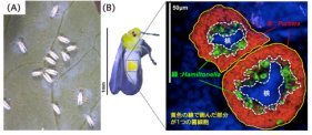 親しき仲にも礼儀あり〜共生細菌は、昆虫体内のたった 1 つの細胞内で棲み分ける〜