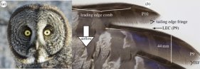雪の中のハタネズミを捕らえる巨大フクロウの仕組み(How giant-faced owls snag voles hidden in snow)