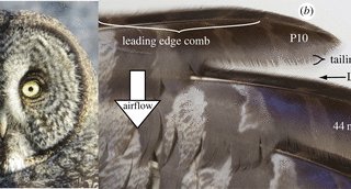 雪の中のハタネズミを捕らえる巨大フクロウの仕組み(How giant-faced owls snag voles hidden in snow)